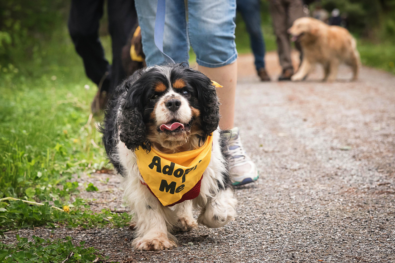 You are currently viewing Another Successful Dog Walk for The Frontier Animal Society!